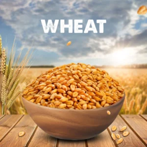 Wheat / Godhumai