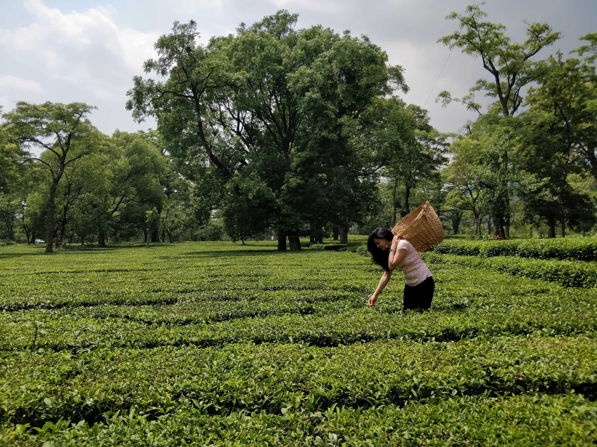 Tea Gardens